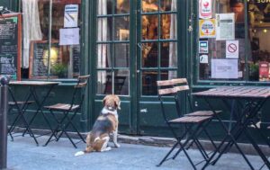 Hund im Restaurant und Café