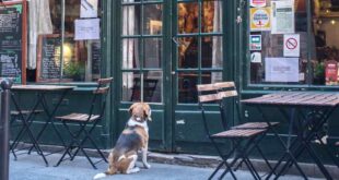 Zutritt mit Regeln – Hund im Restaurant und Café