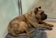 Polizeipräsidium Aalen: Großer Hund ausgesetzt