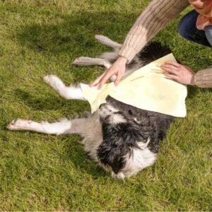 Oecolife - Hundehandtücher aus Papier