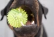 Feuerwehr München: Hund verschluckt Ball und stirbt