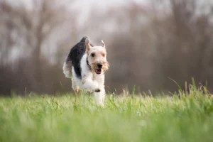 Hund freilaufend in der Natur