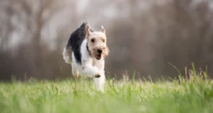Hund freilaufend in der Natur