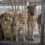 Modellprojekt in Rumänien: Kastration von Besitzerhunden soll Zahl der Straßentiere eindämmen