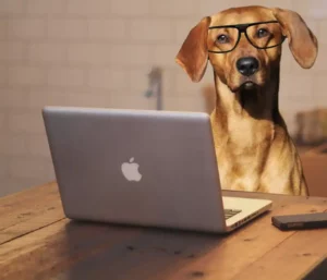 Hund am Computer