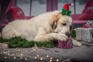 Hund an Weihnachten