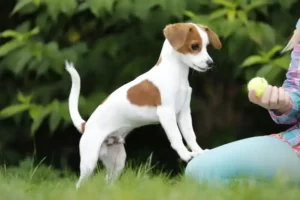 Ballspiel mit Hund