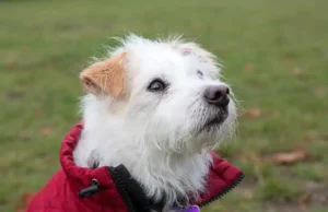 Kälte und Dunkelheit: Wie schützt man seinen Hund? Ein Hundemantel ist ein guter Schutz vor Kälte und Nässe