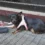 Hund am Dortmunder Hauptbahnhof ausgesetzt – Bundespolizisten versorgen Tier