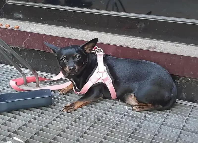 Hund am Dortmunder Hauptbahnhof ausgesetzt
