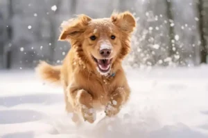 Hundepfoten im Winter schützen