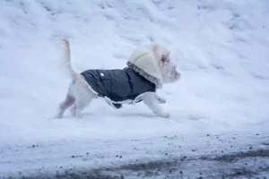 Hund im Schnee mit Hundemantel