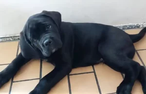 HTV erschüttert: Mehr Sommerferien-Aussetzungen als im Vorjahr HTV - Cane Corso