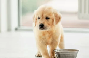 Ernährung im Welpenalter Golden-Retriever Welpe