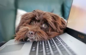 Homeoffice mit Hund Hund im Büro - am Computer