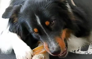 Kausnacks für Hunde: Eine unterschätzte Gefahr? Hund mit Kauknochen