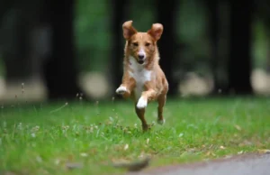 Zoomies, wenn der Hund seine fünf Minuten hat Hund rennt auf der Wiese