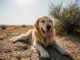 Hitzschlag beim Hund erkennen und richtig handeln Hund bei sommerlichen Temperaturen