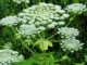 Riesenbärenklau: Gefährlich für Hund und Mensch Riesenbärenklau (Heracleum mantegazzianum)