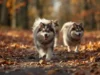 Der Pomsky – ein kleines Naturwunder oder ein weiterer Designer-Hund? Hybridhund Pomsky