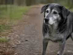 Demenz beim Hund – Veränderungen erkennen Demenz beim Hund