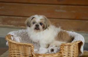 Gestiegenen Kosten belasten Tierheime und Tierhalter Hundeseniorin Kylie