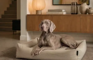 Wenn Hundebett und Wohndesign eins werden DOGSOFA von BADESOFA®