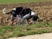 Giftige Gefahren für Hunde im Gras Giftköder - Giftige Gefahren im Gras