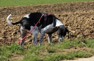 Giftige Gefahren für Hunde im Gras Giftköder - Giftige Gefahren im Gras
