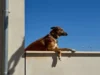 Hitze: Gut gemeinte Maßnahmen, die dem Hund schaden können Hund bei sommerlicher Hitze