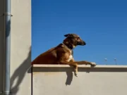 Hitze: Gut gemeinte Maßnahmen, die dem Hund schaden können Hund bei sommerlicher Hitze