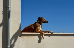 Hitze: Gut gemeinte Maßnahmen, die dem Hund schaden können Hund bei sommerlicher Hitze