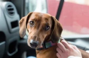 Illegaler Welpenhandel: Bereits 333 Tiere entdeckt Illegaler Welpenhandel