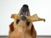 Sommerzeit ist Snackzeit Sommerzeit ist Snackzeit für den Hund