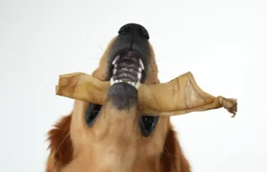 Sommerzeit ist Snackzeit Sommerzeit ist Snackzeit für den Hund