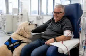 Hundebesuche entlasten Dialyse-Patienten Therapiebegleithund in einemDialysezentrum