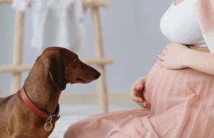 Hund ersetzt den Schwangerschaftstest Hund ersetzt den Schwangerschaftstest