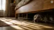 Unsichern Hund richtig unterstützen